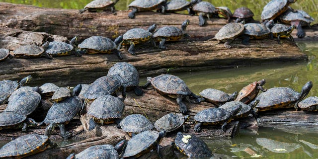 Turtles rest on logs in water