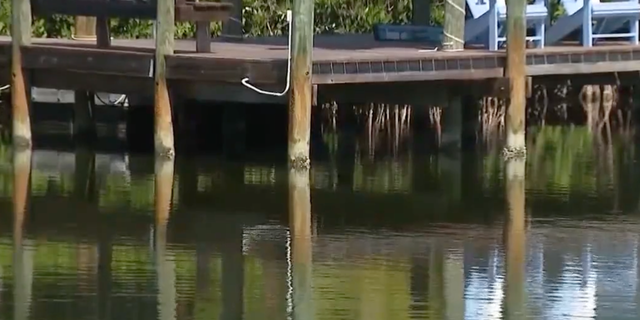 Florida croc