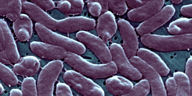 Vibrio Vulnificus