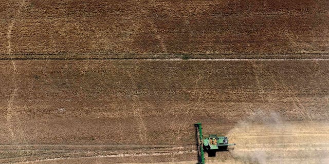 Farmers harvest a grain field