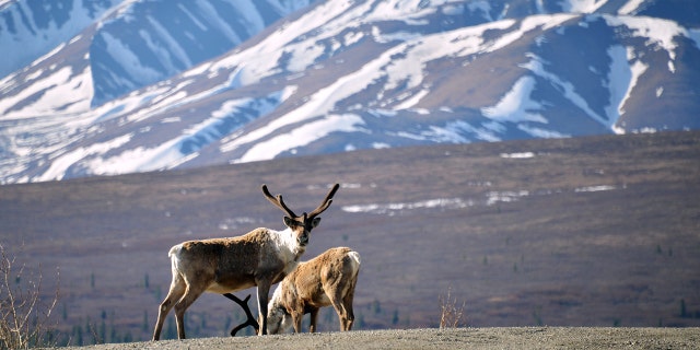 Two caribou in Denali National Park