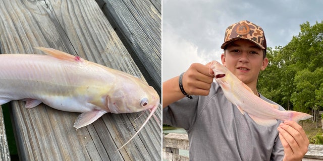 albino catfish split