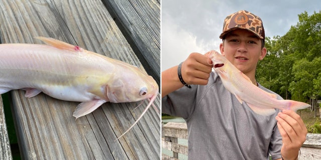 albino catfish split