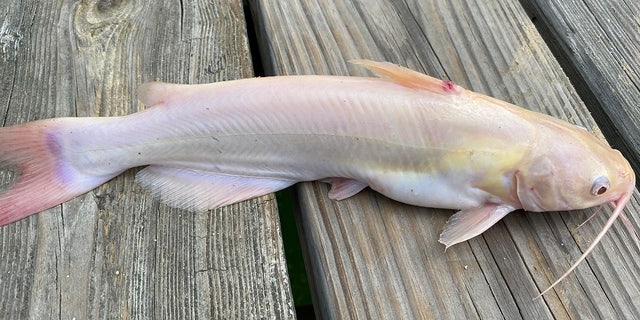 albino catfish