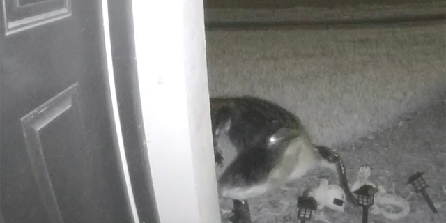 alligator ring doorbell aroudn the corner