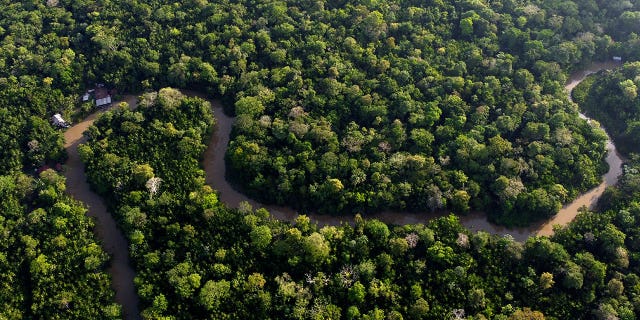 amazon forest