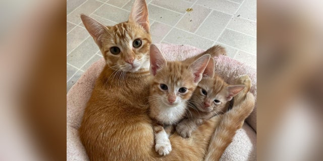 Three orange cats. one is a dad.