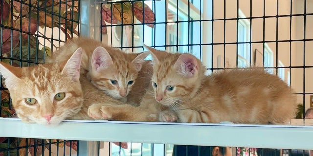 Three orange cats, one dad two kittens