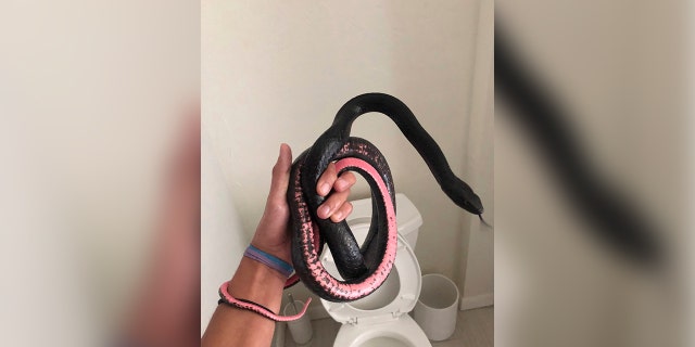 Pest control employee removes snake from toilet