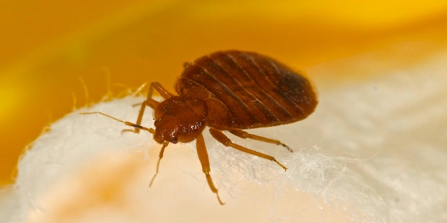 Bedbug close-up