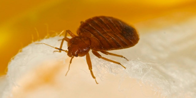 Bedbug close-up