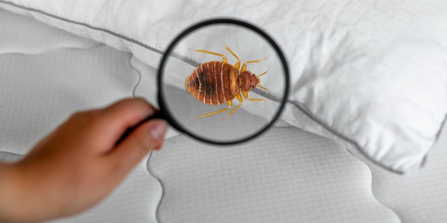 Bedbugs - bedding