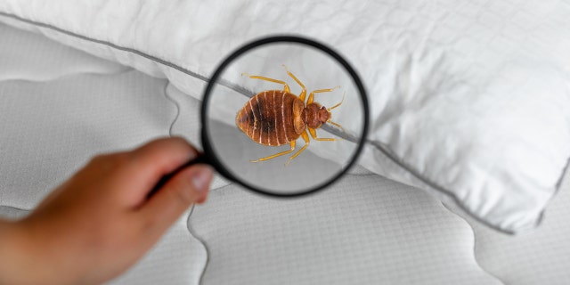 Bedbugs - bedding