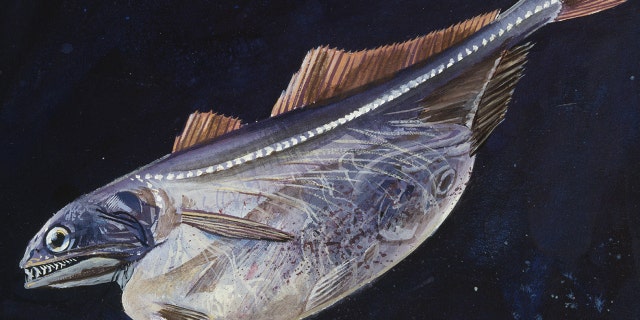 A black swallower