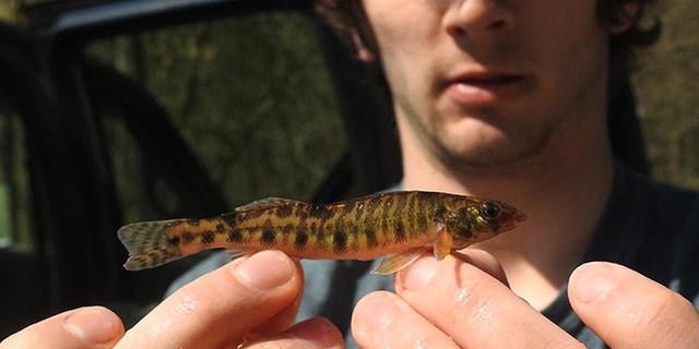 Man holds up Chesapeake logperch to camera.