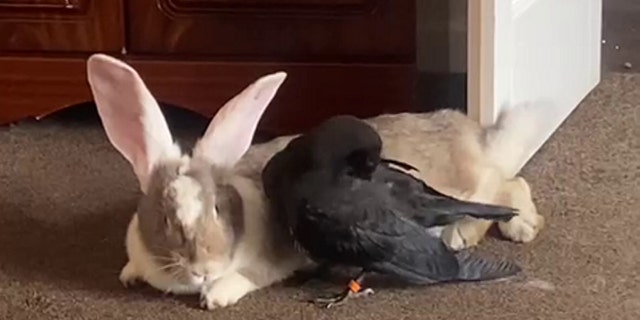 Crow and bunny friends
