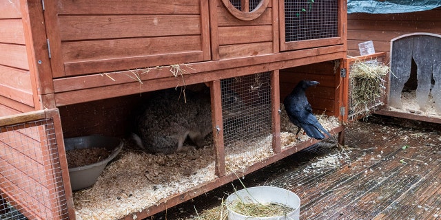 Crow in bunny hutch