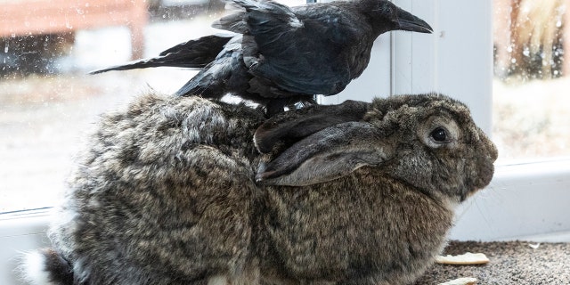 Crow and bunny friendship