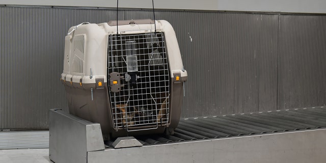 dog crate at airport