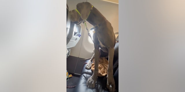 Great Dane sits on 2 plane seats
