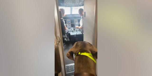 Great Dane pokes her head into the cockpit