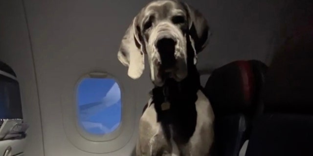 Great Dane Darwin on a plane