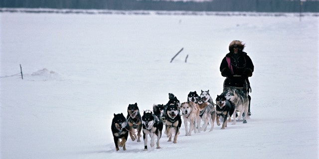 Dog sled race in Alaska