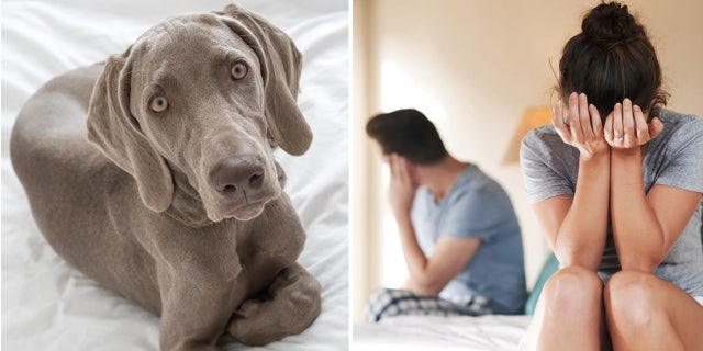 Couple disagreement dog on furniture