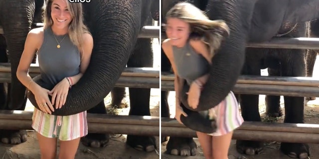 Elephant knocked over girl
