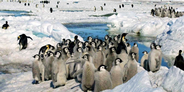 Emperor penguin chicks