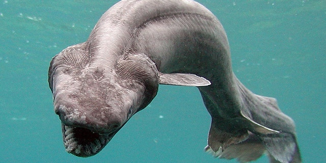 The frilled shark 