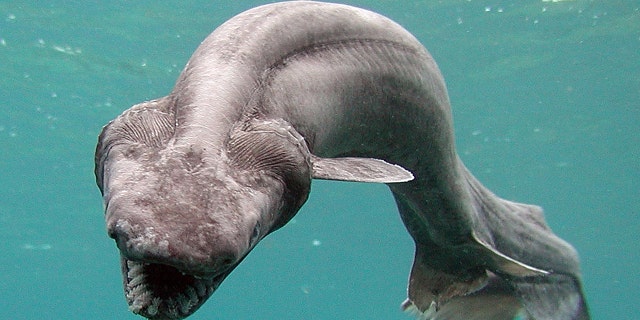 The frilled shark