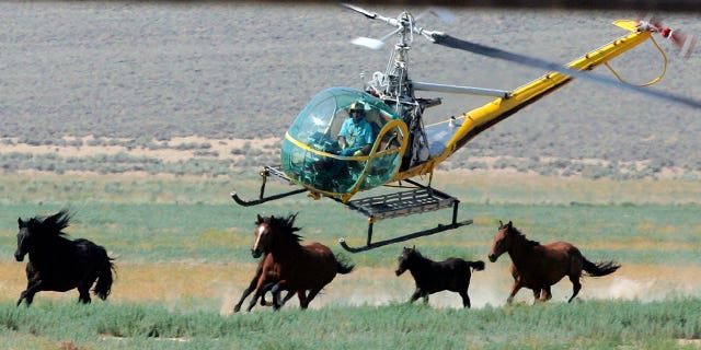 helicopter rounds up horses