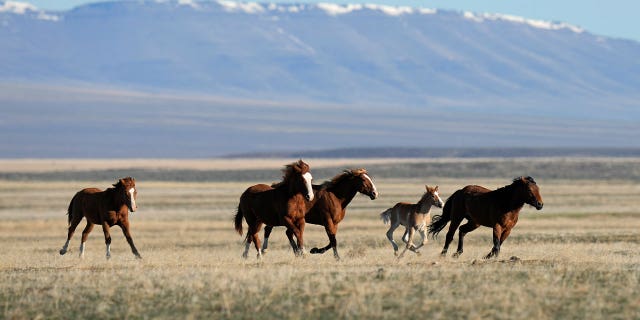 horses gallop in NV