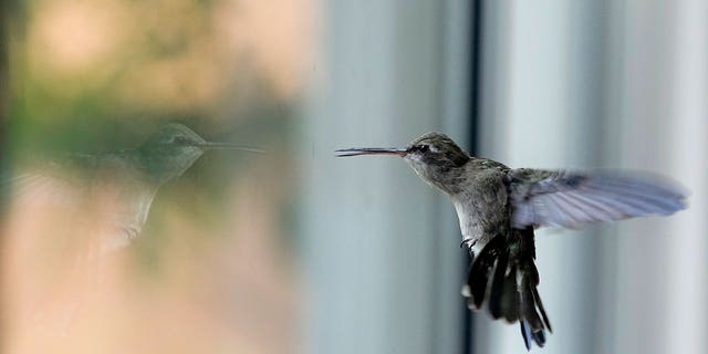 hummingbird hovers 