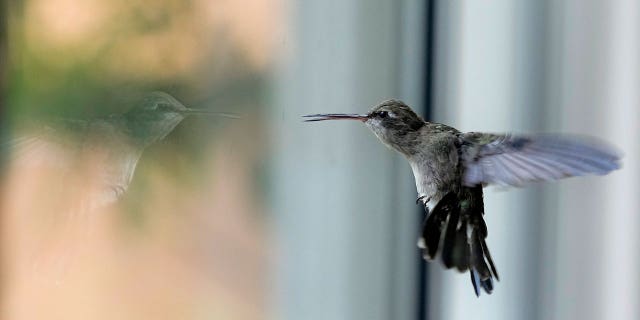 hummingbird hovers