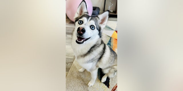 Sapphie trained dog