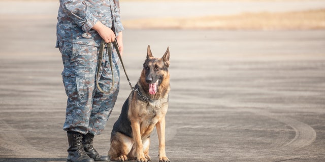 military dog with a soldier