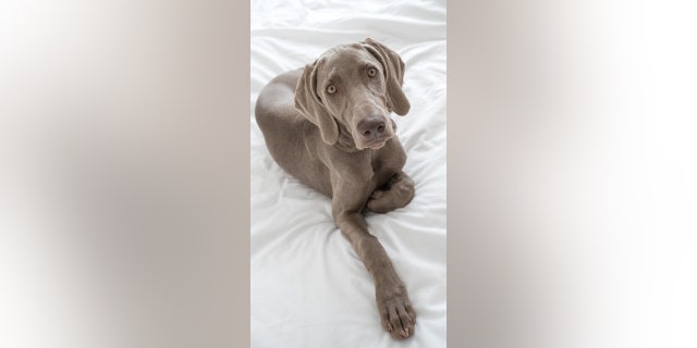 Dog on bed dilemma