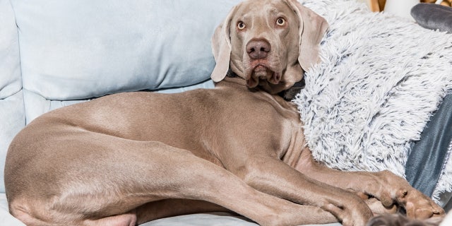 Dog on couch dilemma