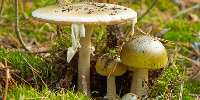 death cap mushrooms
