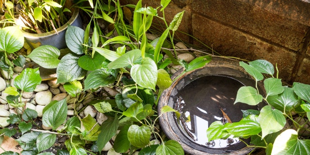 Pot filled with water in overgrown green area.