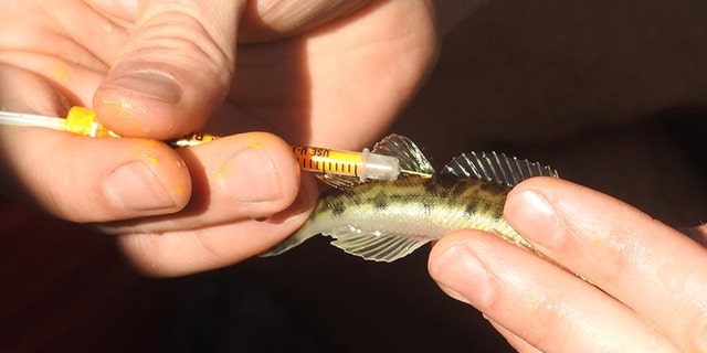 Chesapeake logperch fish injected with electronic tag.