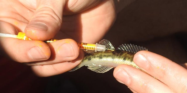 Chesapeake logperch fish injected with electronic tag.