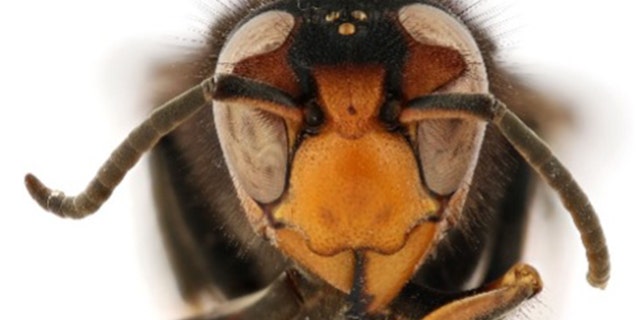 yellow-legged hornet