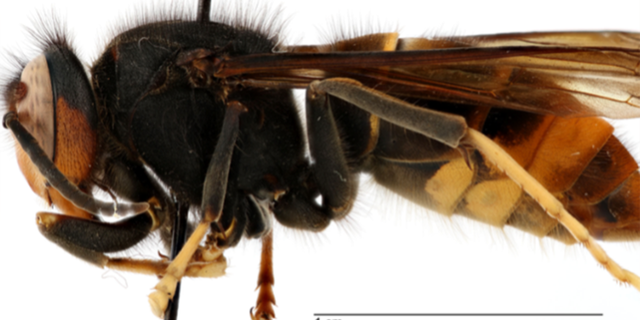 yellow-legged hornet found in Georgia