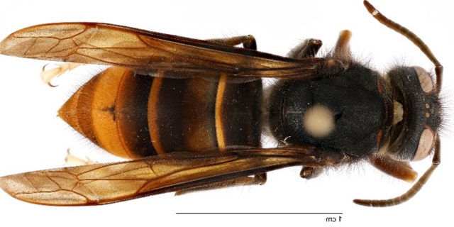 yellow-legged hornet attacks honeybees