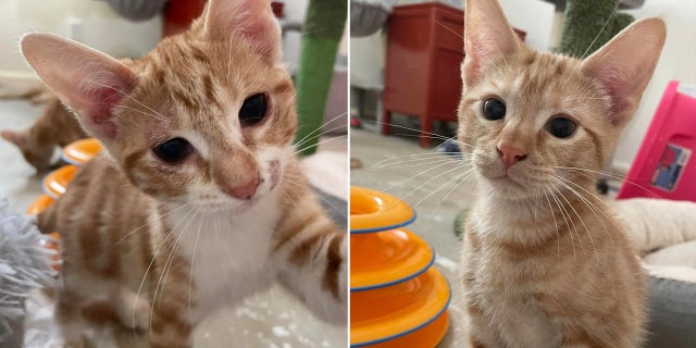 Two orange striped kittens