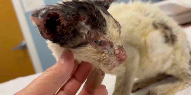 Very burned cat