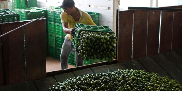man unloads limes